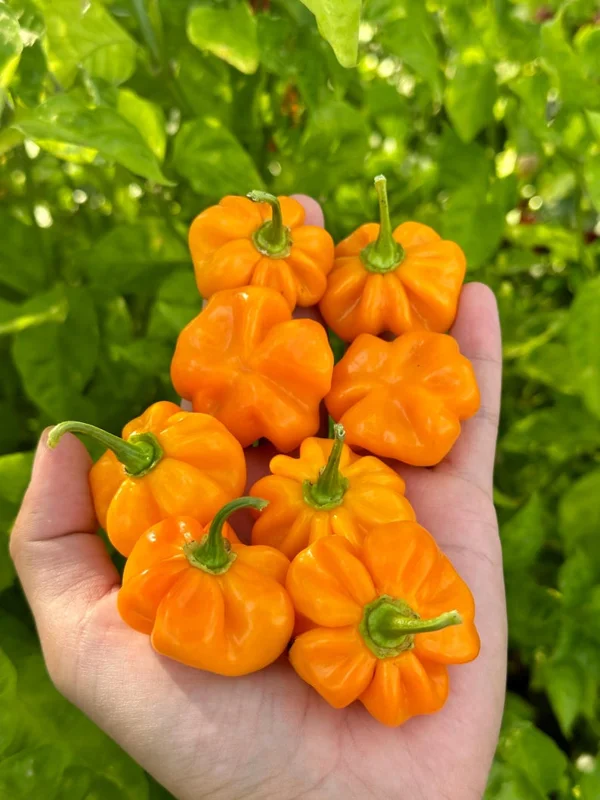 Pumpkin Habanero Pepper Seeds - Unique Halloween Peppers
