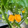 Pumpkin Pepper Seeds - Unique Ornamental & Edible Peppers