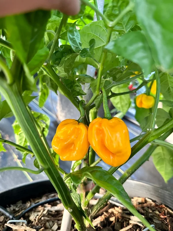 Pumpkin Pepper Seeds - Unique Ornamental & Edible Peppers
