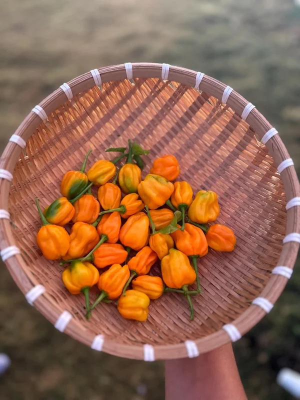 Pumpkin Pepper Seeds - Unique Ornamental & Edible Peppers