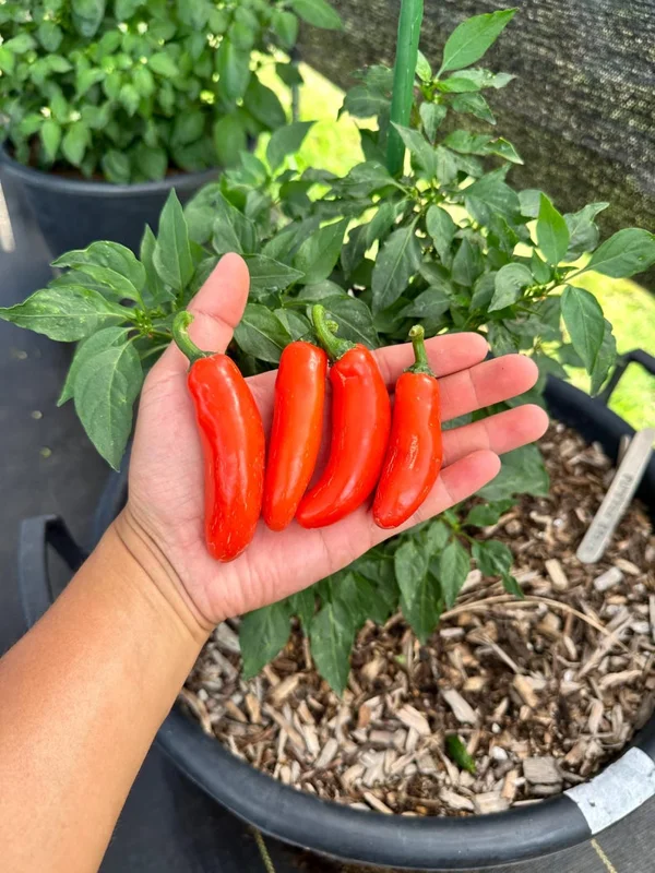 Pumpkin Spice Jalapeño Pepper Seeds - Unique Orange Variety