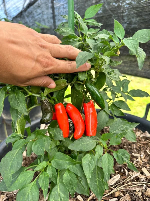Pumpkin Spice Jalapeño Pepper Seeds - Unique Orange Variety