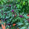 Purper Pepper Seeds - Ornamental Hot Pepper Seeds - 12+ Seeds Pack