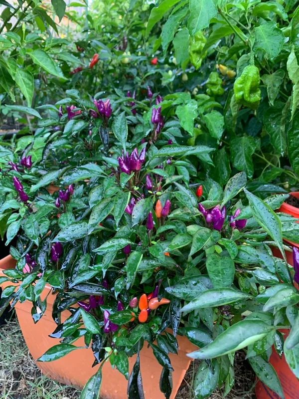 Purper Pepper Seeds - Ornamental Hot Pepper Seeds - 12+ Seeds Pack