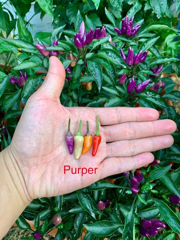 Purper Pepper Seeds - Ornamental Hot Pepper Seeds - 12+ Seeds Pack