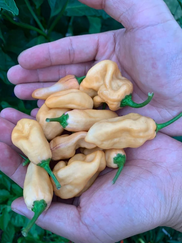 Purple Ghost Scorpion Orange Pepper Seeds - Hot Pepper Variety