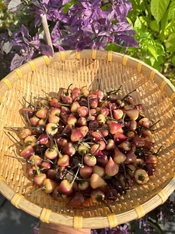 Purple Peach Chupentinho Pepper Seeds - Heirloom Variety