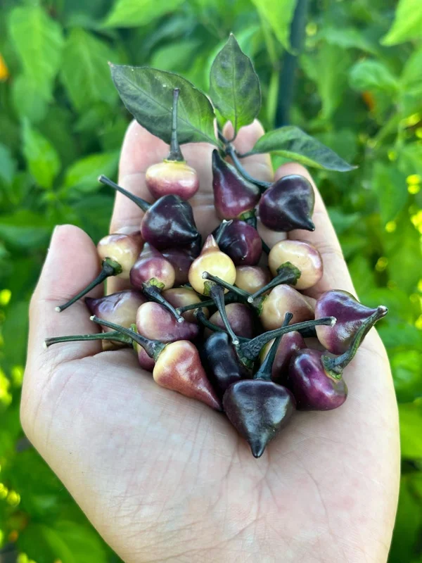Purple Peach Chupentinho Pepper Seeds - Heirloom Variety