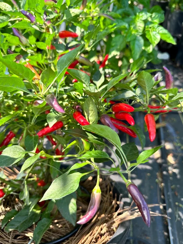 Purple Pepper Seeds - Sparkler x Garda Firework - Ornamental & Edible