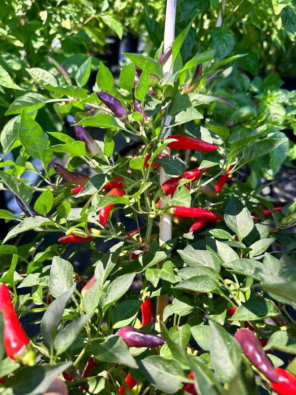 Purple Pepper Seeds - Sparkler x Garda Firework - Ornamental & Edible