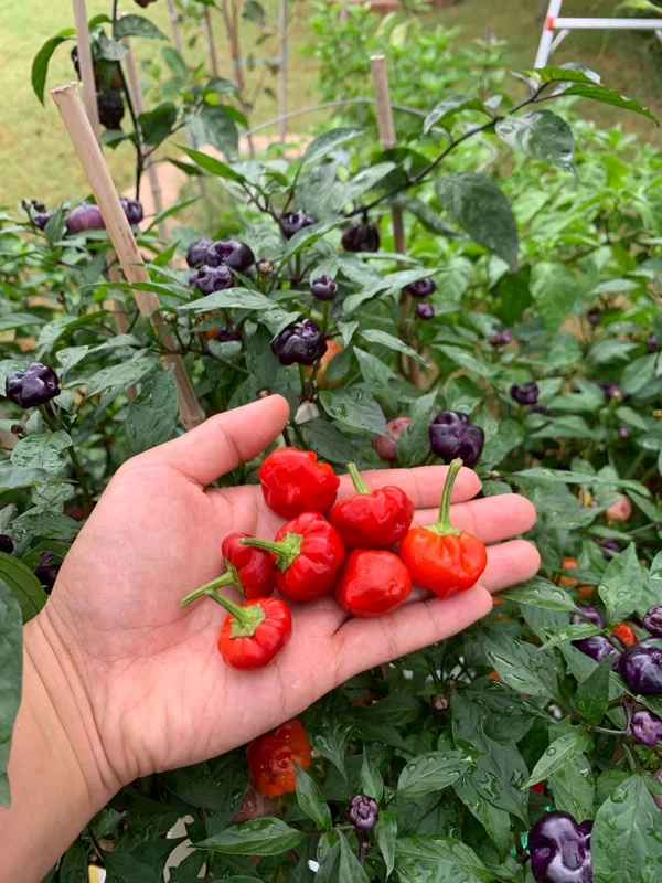 Purple Pumpkin Pepper Seeds - Ornamental & Edible Chili Seeds