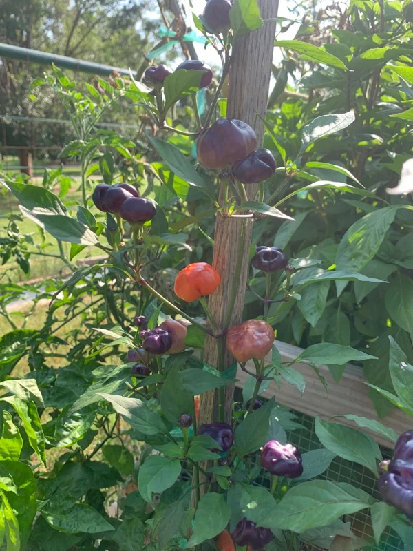 Purple Pumpkin Pepper Seeds - Ornamental & Edible Chili Seeds