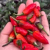 Purple Tiger x Uchu Cream Pepper Seeds - Variegated Jalapeno Heat