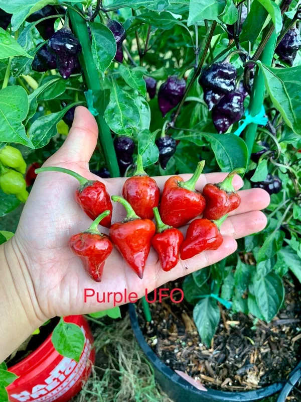 Purple UFO Pepper Seeds - Heirloom Vegetable Seeds