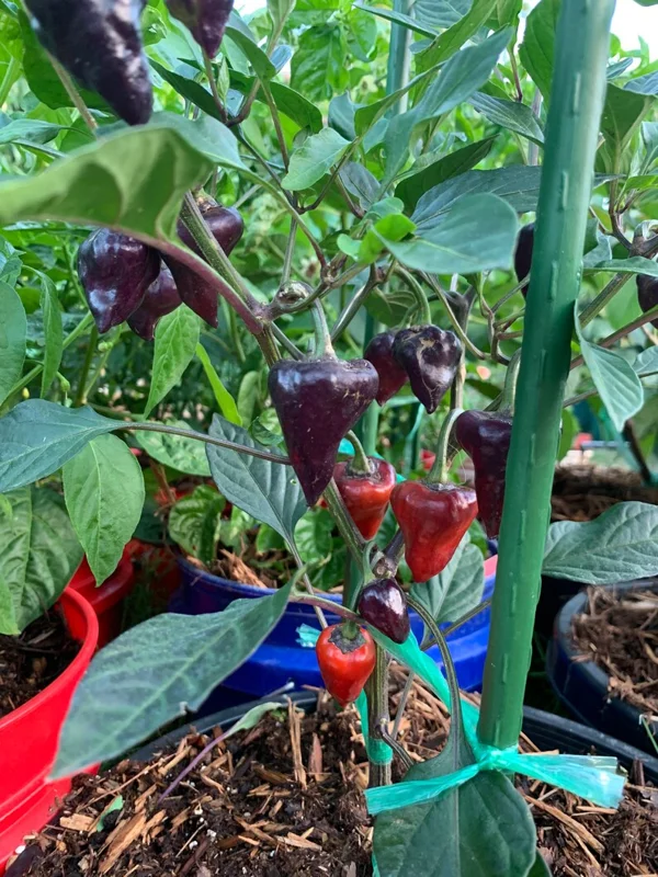 Purple UFO Pepper Seeds - Heirloom Vegetable Seeds