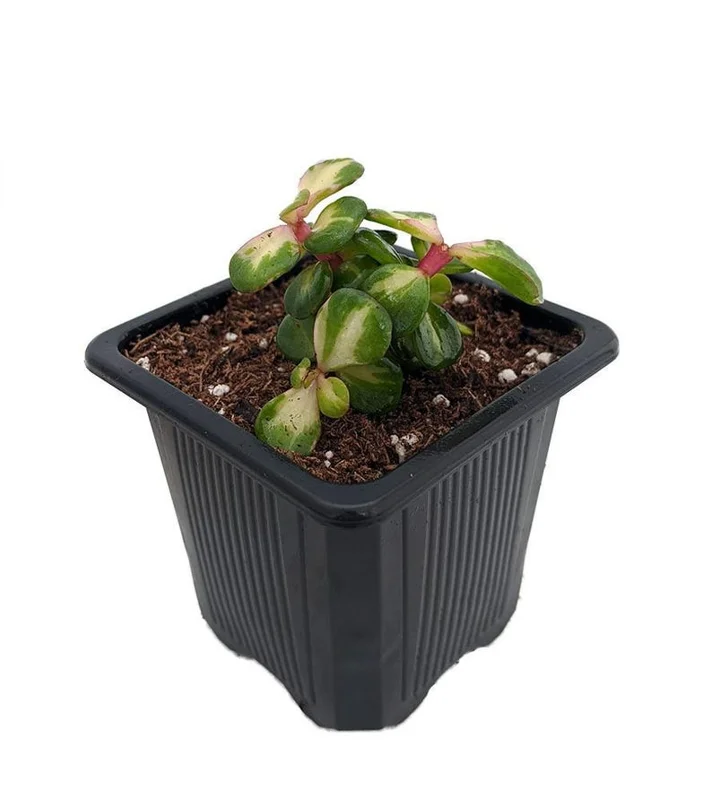 Rainbow Bush Jade Plant - Spekboom - Portulacaria mediopicta - 2.5 Inch Pot