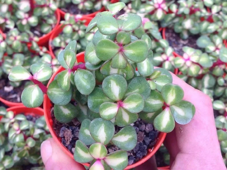 Rainbow Bush Jade Plant - Spekboom - Portulacaria mediopicta - 2.5 Inch Pot