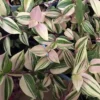 Rainbow Tradescantia albiflora Trailing Plant - 2.5 Inch Pot - Colorful Foliage