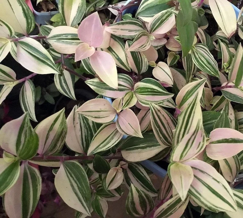 Rainbow Tradescantia albiflora Trailing Plant - 2.5 Inch Pot - Colorful Foliage