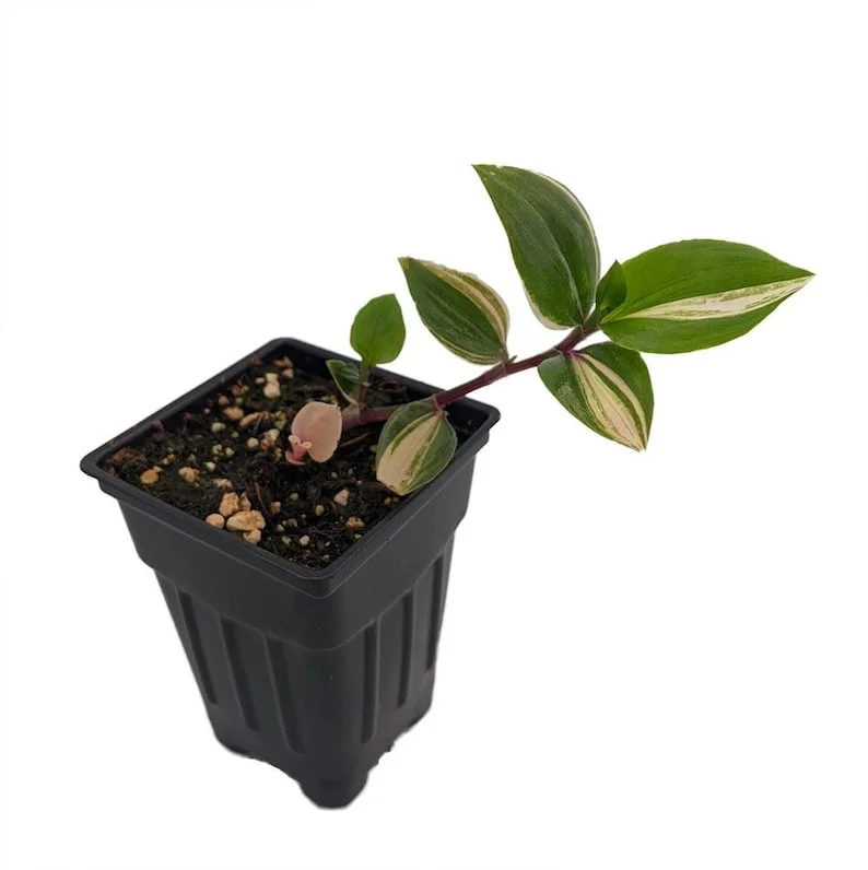 Rainbow Tradescantia albiflora Trailing Plant - 2.5 Inch Pot - Colorful Foliage