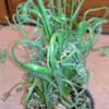 Rare Frizzle Sizzle Plant - Albuca spiralis Bulbs - Succulent House Plant