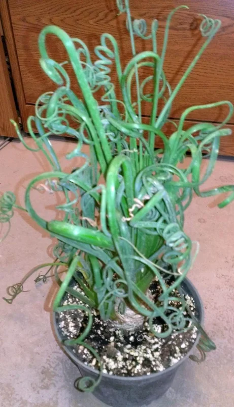 Rare Frizzle Sizzle Plant - Albuca spiralis Bulbs - Succulent House Plant