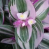 Rare Nanouk Pink Tradescantia Plant - 2-inch Pot - Collector’s Series - Pink Foliage