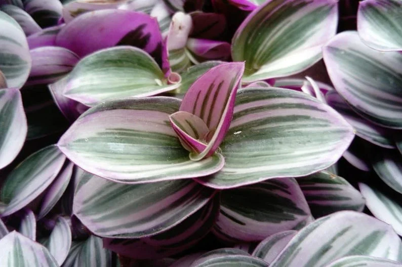 Rare Nanouk Pink Tradescantia Plant - 2-inch Pot - Collector’s Series - Pink Foliage