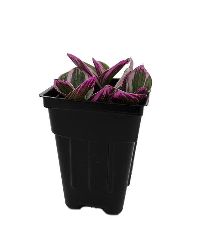 Rare Nanouk Pink Tradescantia Plant - 2.5 Inch Pot - Collector's Series