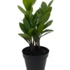 Rare ZZ Plant Zamioculcas zamiifolia, 4-inch Pot, Easy Care Houseplant