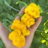 Reaper Bonnet Pepper Seeds - Extreme Heat, Fruity Flavor - Garden Ready