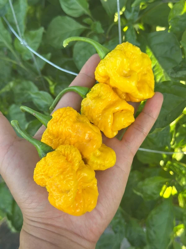 Reaper Bonnet Pepper Seeds - Extreme Heat, Fruity Flavor - Garden Ready