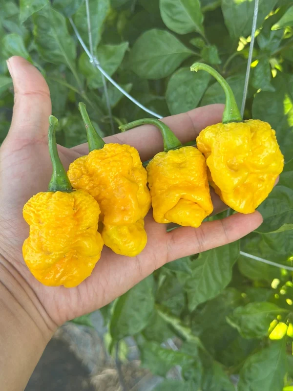 Reaper Bonnet Pepper Seeds - Extreme Heat, Fruity Flavor - Garden Ready