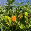 Reaper Of Death Orange Pepper Seeds - Super Hot Variety - Organically Grown
