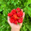 Reaper Perfume Pepper Seeds - Heirloom Variety - Organically Grown