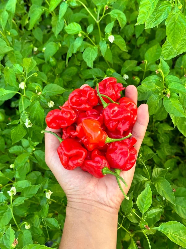 Reaper Perfume Pepper Seeds - Heirloom Variety - Organically Grown