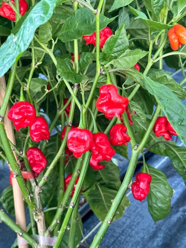 Reaper Perfume Pepper Seeds - Heirloom Variety - Organically Grown