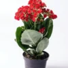 Red Calandiva Plant 2.5" Pot Kalanchoe Double Dark Red Blooms Indoor