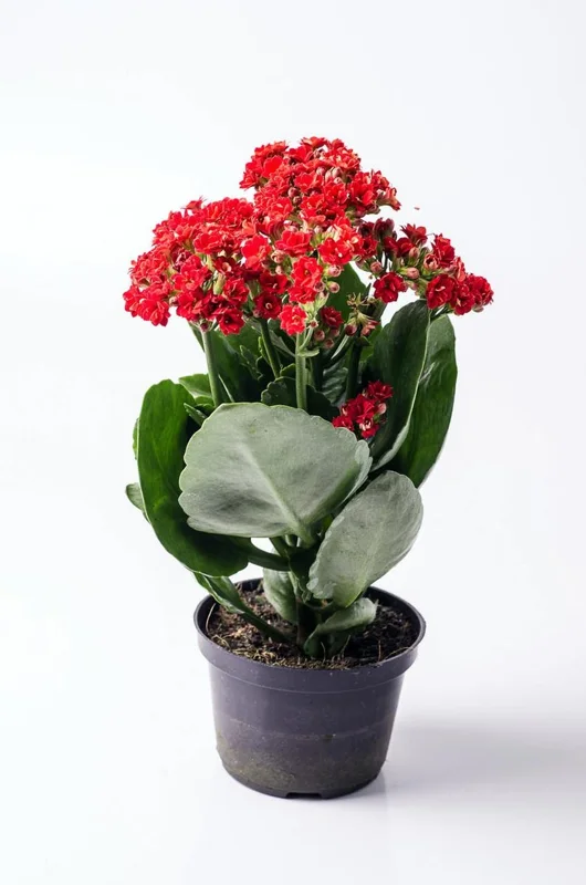 Red Calandiva Plant 2.5" Pot Kalanchoe Double Dark Red Blooms Indoor