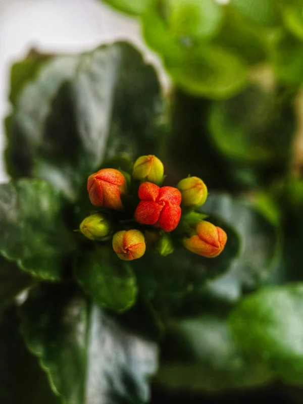 Red Calandiva Plant 2.5" Pot Kalanchoe Double Dark Red Blooms Indoor