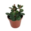 Red Ecuador Peperomia Plant 2.5 inch Pot Unique Indoor Foliage