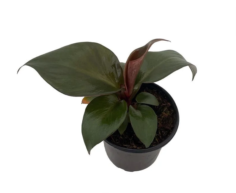 Red Heart Philodendron Plant - 4 Inch Pot - Collector's Series