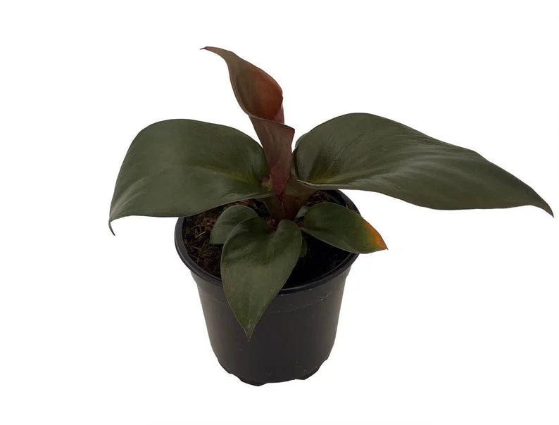 Red Heart Philodendron Plant - 4 Inch Pot - Collector's Series