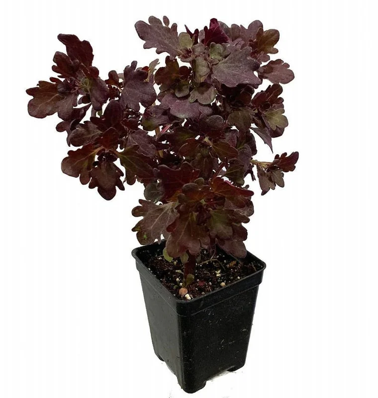 Red Leaf Coleus Tree Mini Houseplant - 2.5 Inch Pot - Easy to Grow