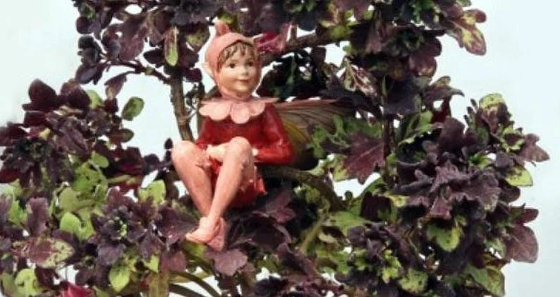 Red Leaf Coleus Tree Mini Houseplant - 2.5 Inch Pot - Easy to Grow