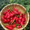 Red Peter Pepper Seeds - Organic Heirloom Vegetable Seeds