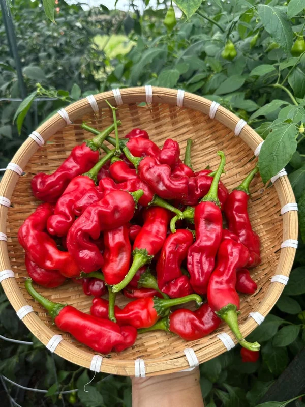 Red Peter Pepper Seeds - Organic Heirloom Vegetable Seeds