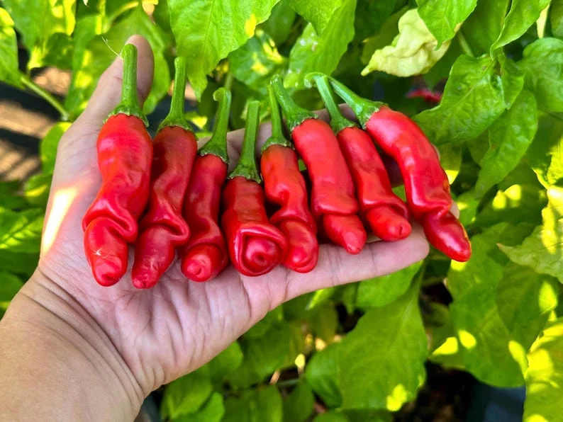 Red Peter Pepper Seeds - Organic Heirloom Vegetable Seeds