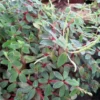 Red Trailing Peperomia rubella Plant - 2.5" Pot - Unique Foliage