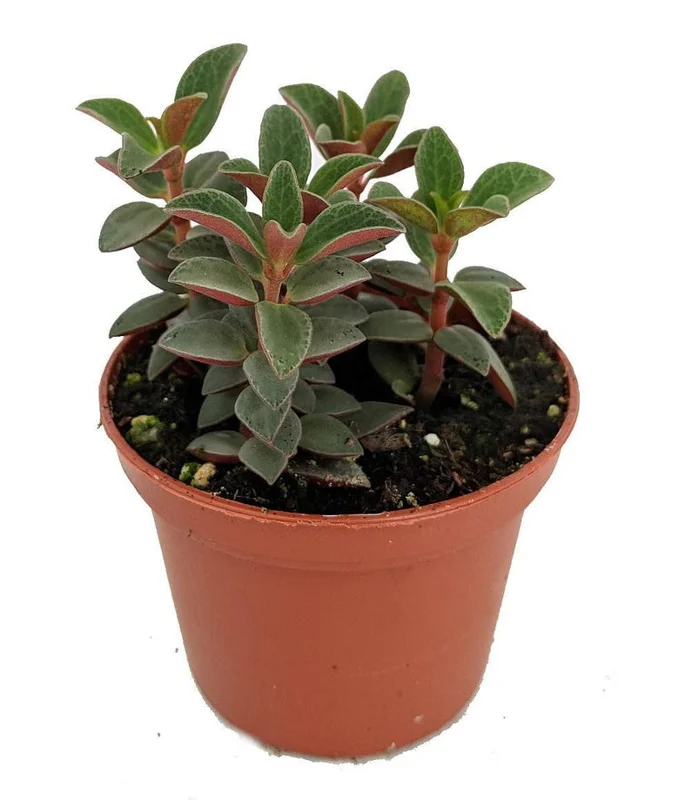Red Trailing Peperomia rubella Plant - 2.5" Pot - Unique Foliage
